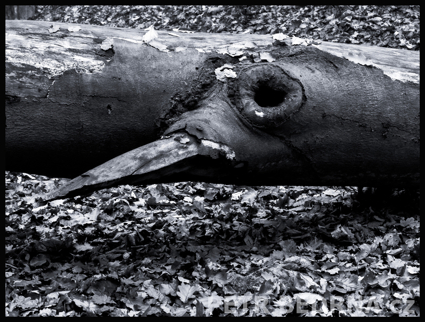 Havran, obora Hvězda, Praha