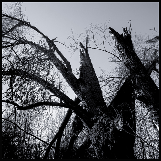 Hladové stromy, Hostouň u Prahy