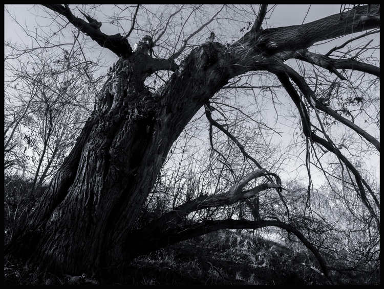 Ikaros, Hostouň, Stromy