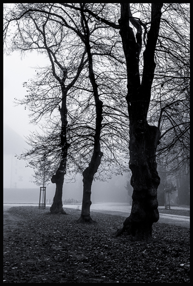 Jeden plus dva, obora Hvězda, Praha, Stromy