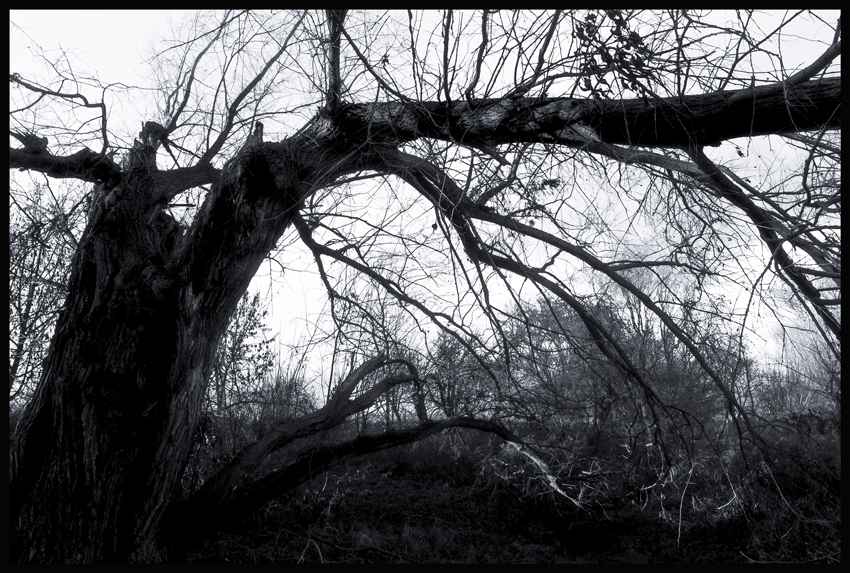 Jezdec a stromy, Hostouň