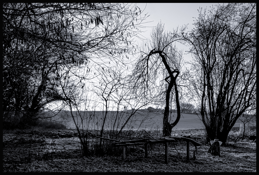 Komár mezi keři, Hostouň, Stromy