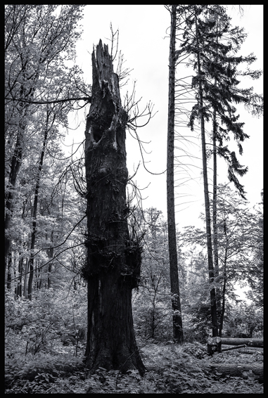 Komín v lese, Dřevíč, Stromy