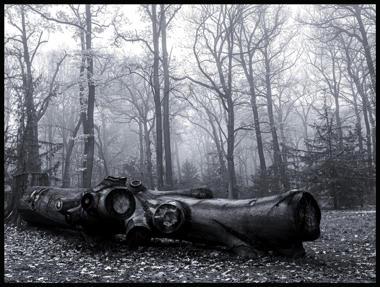 Konec, obora Hvězda, Praha, Stromy