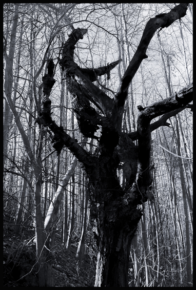 Kozel v lese, Divoká Šárka, Praha, Stromy