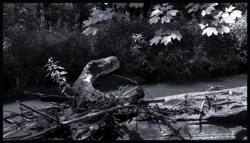 Krokodýl a potok Bušinec, Tismice, Český Brod, Stromy