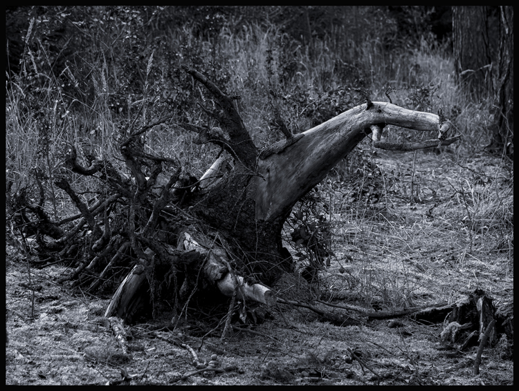 Kvočna, Pozdeň, 2023, Strom