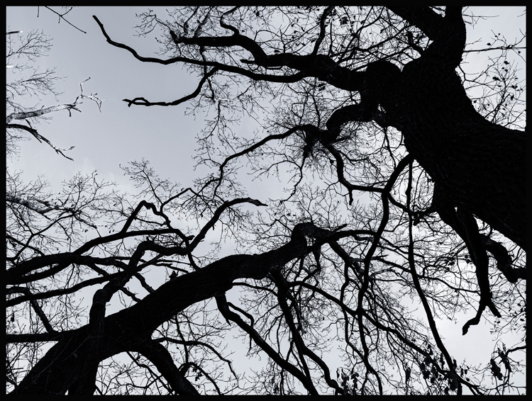 Létající nestvůra, Hostouň, 2025, Stromy