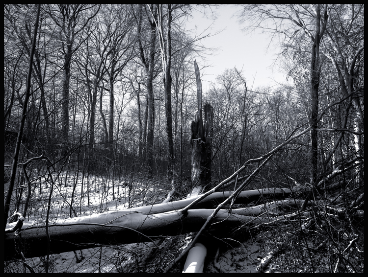 Malý vítěz, obora Hvězda, Praha, Stromy