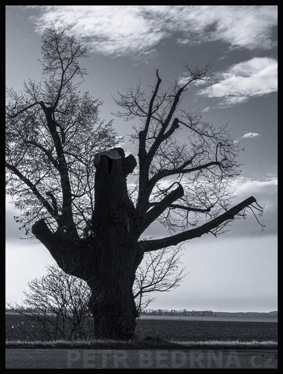 Méďa Béďa, Středokluky, strom, mraky, příroda, obzor, Česko