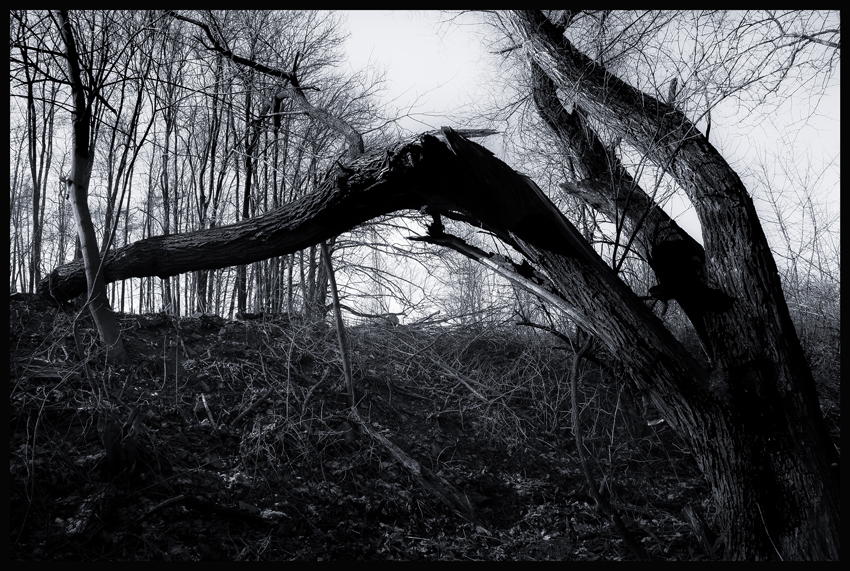 Mravenečník, Debrno, Stromy