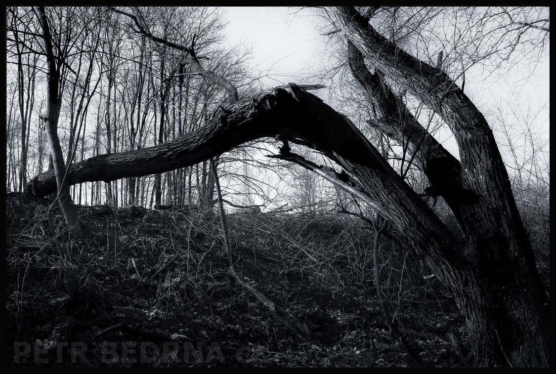 Mravenečník velký, Debrno, strom, příroda, les, Česko