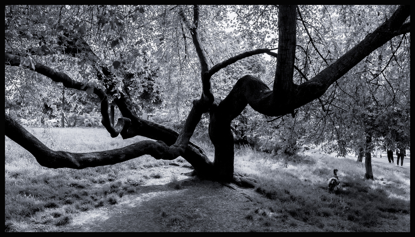 Na Parukářce, Praha, 2025, Stromy