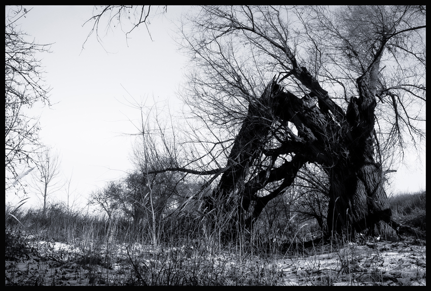 Na pastvě, Hostouň, Stromy