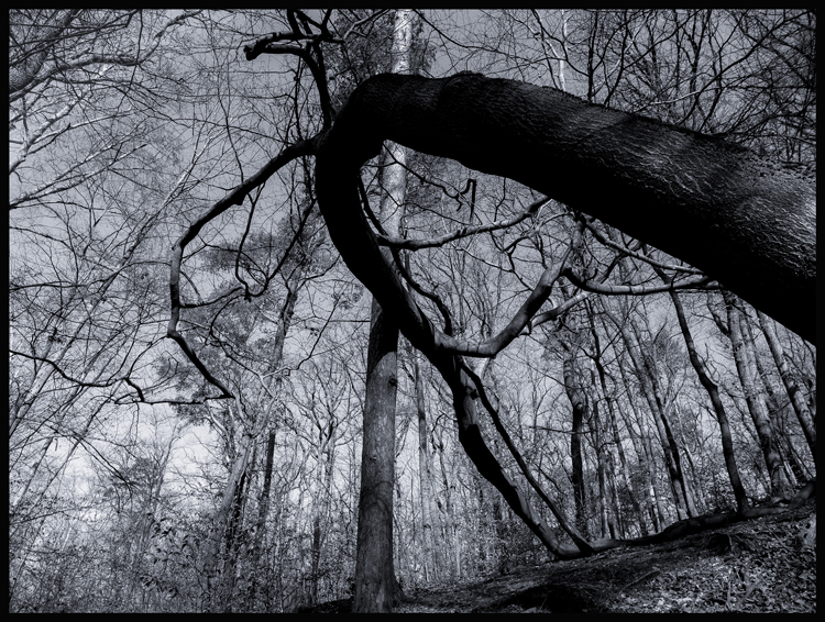 Nezlomný, obora Hvězda, Praha, Stromy