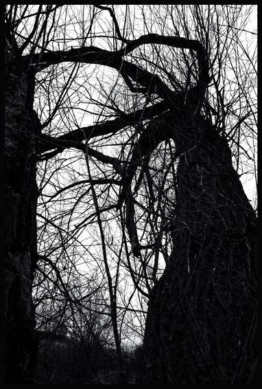 Ona lapená za pačesy, Hostouň, Stromy