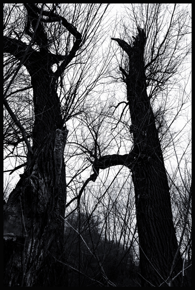 Ona a on I, Hostouň, Stromy