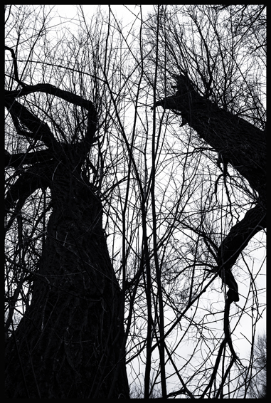 Ona a on II, Hostouň, Stromy