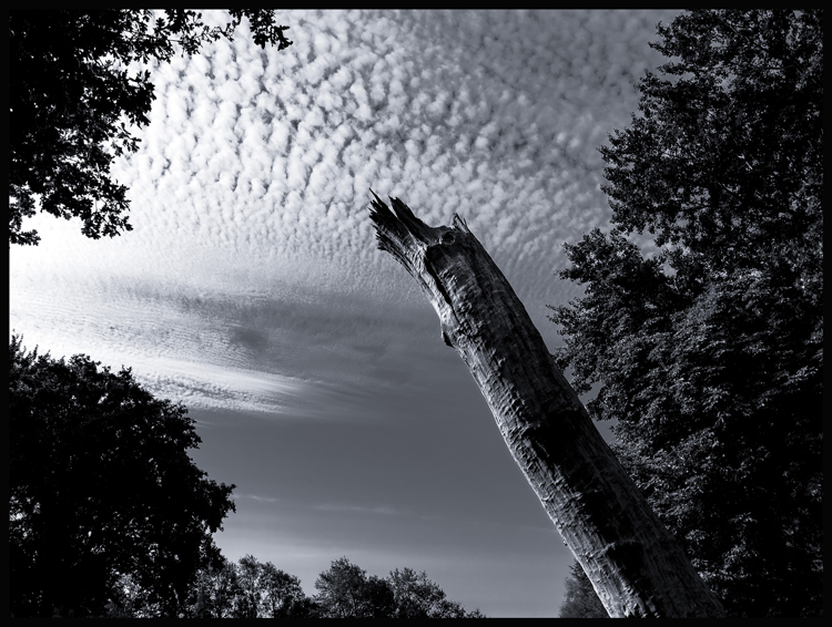 Opuštěný strom, Rujána, 2025