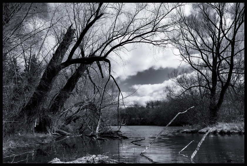 Ostrůvek na rybníčku, Hostouň, 2025, Stromy(1)