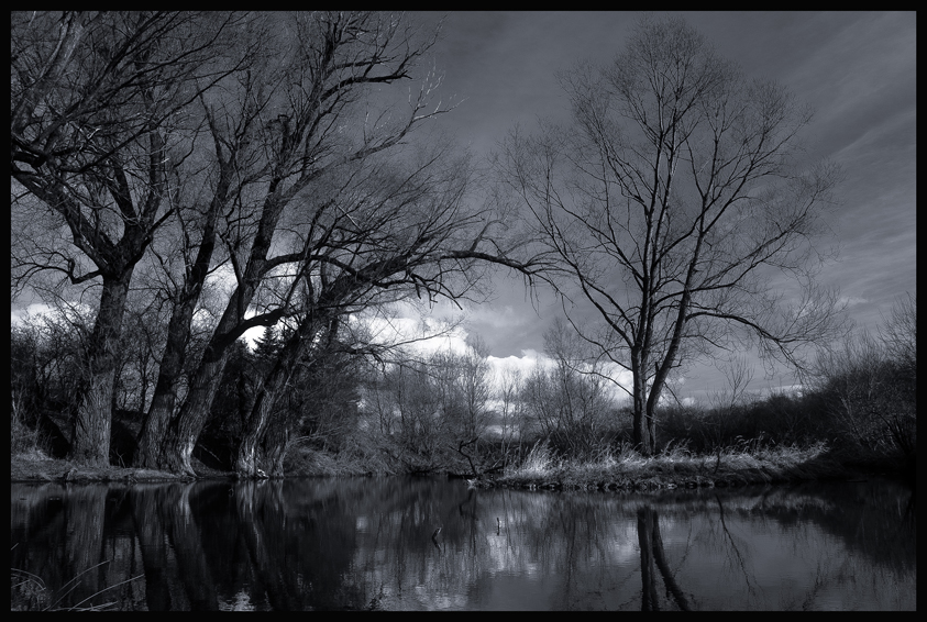 Ostrůvek na rybníčku, Hostouň, Stromy(2)