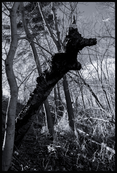 Pahýl v kulichu, Divoká Šárka, Praha, Stromy