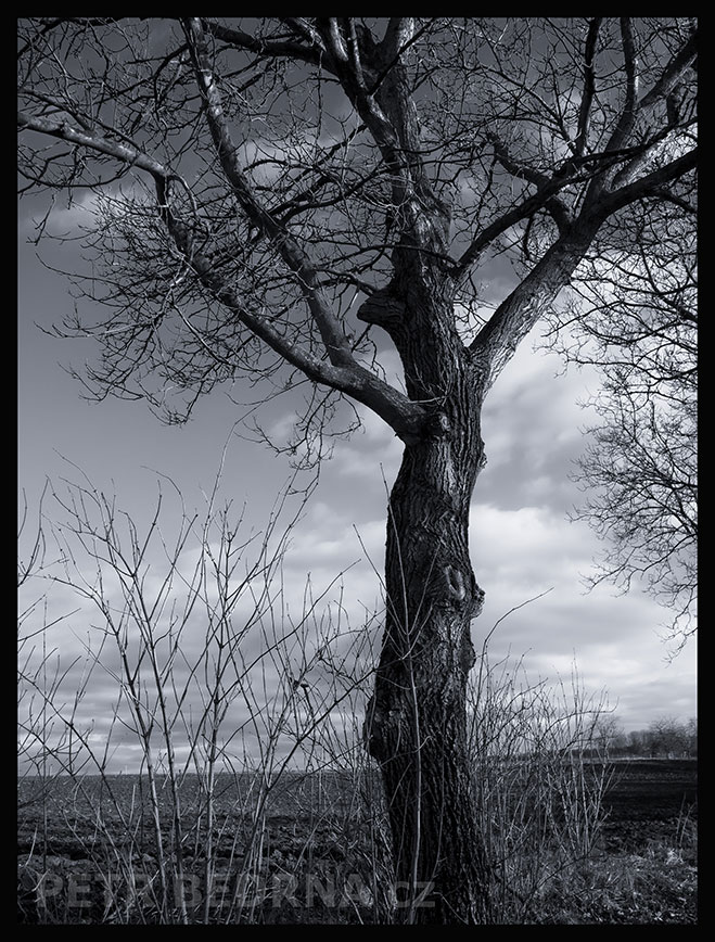 Panička jde na pole, Debrno, Dolany nad Vltavou, Mělník, strom, mraky, příroda, obzor, pole, Česko