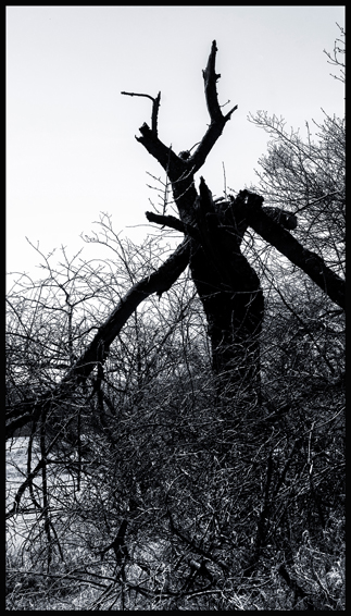 Paroháč, Kozolupy, Bubovice, Stromy