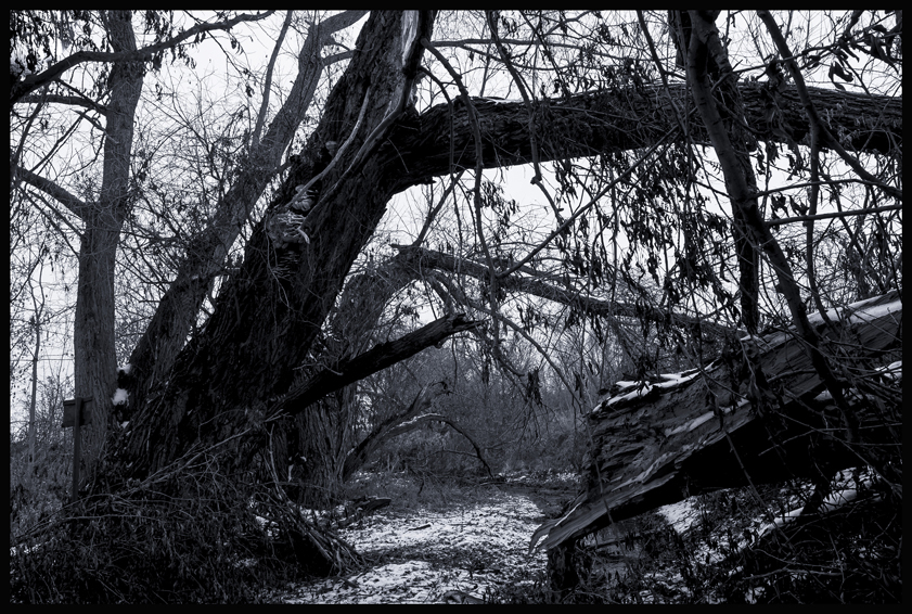 Prales v Hostouni, Hostouň, Stromy