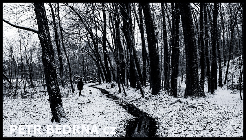 Procházka v lese, obora Hvězda, 2023, Stromy, Praha