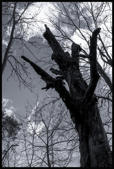 Psíček s pařáty, Divoká Šárka, Praha, Stromy