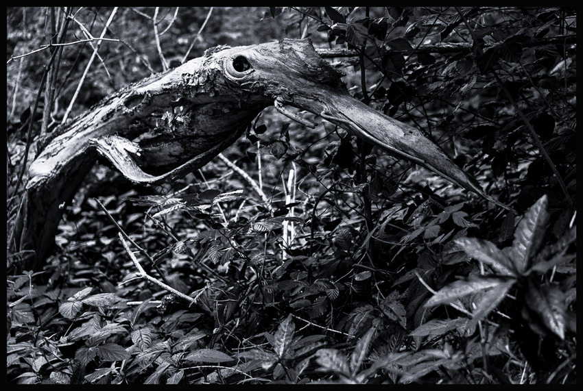 Ptáče, Dřevíč, Kozojedy, Stromy