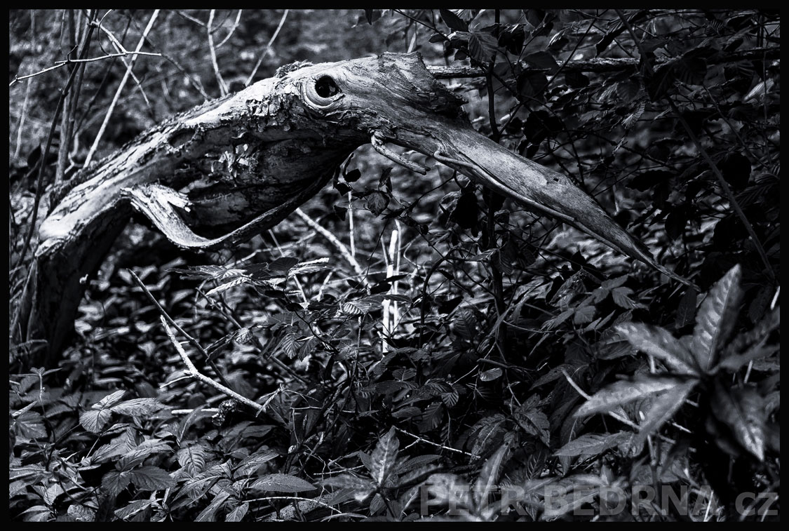 Ranní ptáče dál doskáče, Dřevíč, Kozojedy, strom, příroda, les, Česko