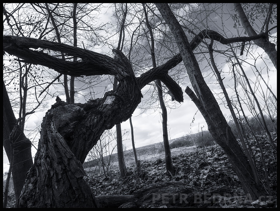 Rozevlátá ladná lesní tanečnice, Debrno, Dolany nad Vltavou, Mělník, mraky, příroda, obzor, strom, Česko