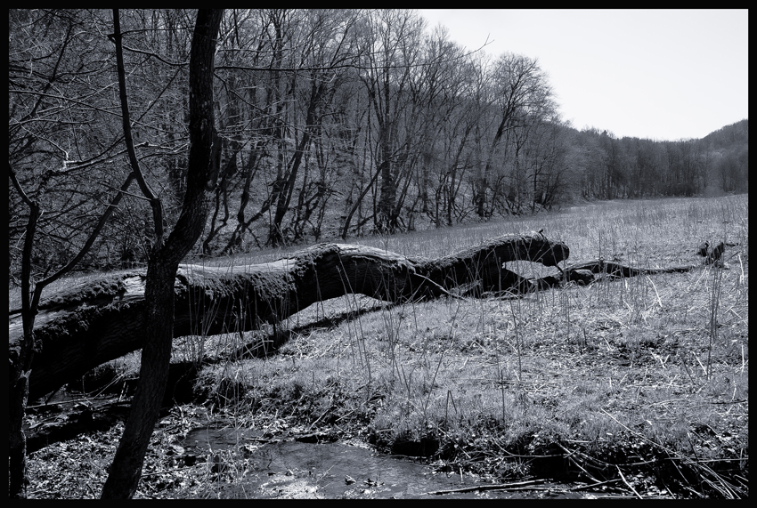 Šelma kočkovitá, Bubovice, Stromy