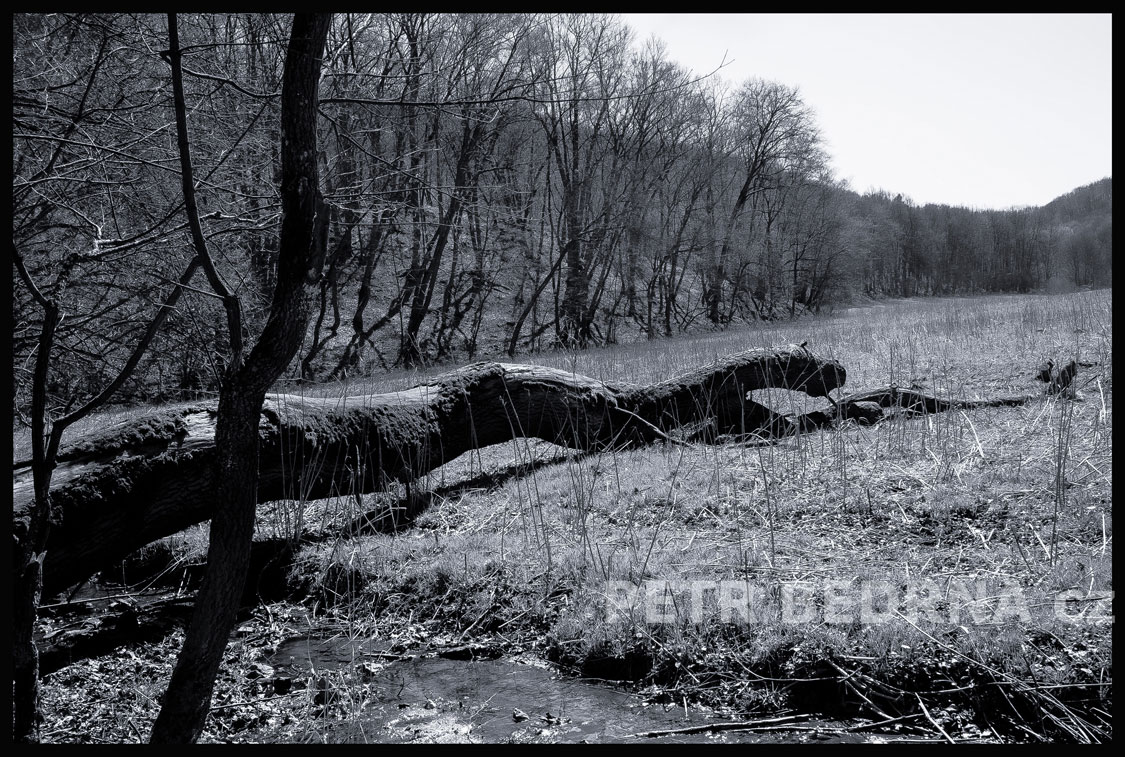 Šelma kočkovitá lapila hada., Bubovice, strom, příroda, les, Česko