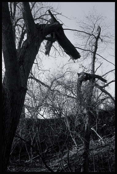 Silnější a slabší, Hostouň, Stromy