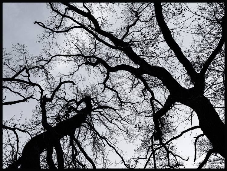 Stonožka malá, Hostouň, 2025, Stromy