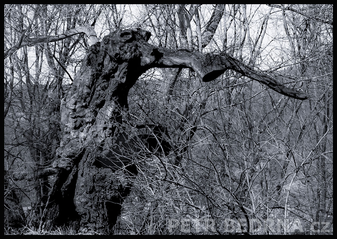 Strom bradavičnaté prase s chobotem, Zbečno, Sýkořice, Berounka, les, příroda, stromy, zábava, figuríny, podoba, Česko