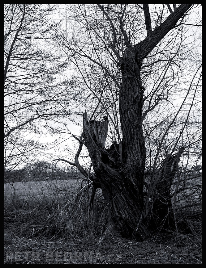 Strom kočička vyhlíží polní myš, Velké Číčovice, krása, příroda, obloha, obzor, pole, krajina, podoba, Česko