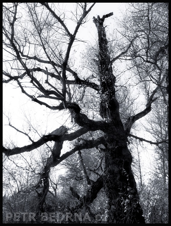 Strom kohoutek v Polabí, Nyburk, krása, příroda, les, stromy, podoba, Česko
