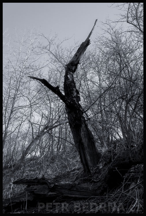 Strom kolibřík polní, Debrno, Dolany nad Vltavou, Mělník, krása, příroda, stromy, podoba, Česko
