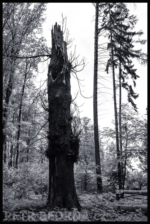 Strom komín lesní, Dřevíč, Rakovník, krása, les, příroda, stromy, podoba, Česko