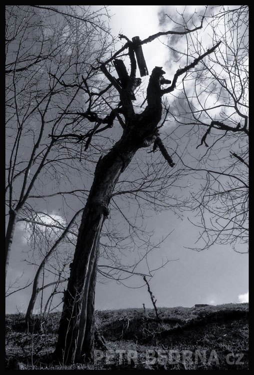 Strom koník mává pahýlkem do dáli, Debrno, Dolany nad Vltavou, Mělník, mraky, stromy, podoba, Česko