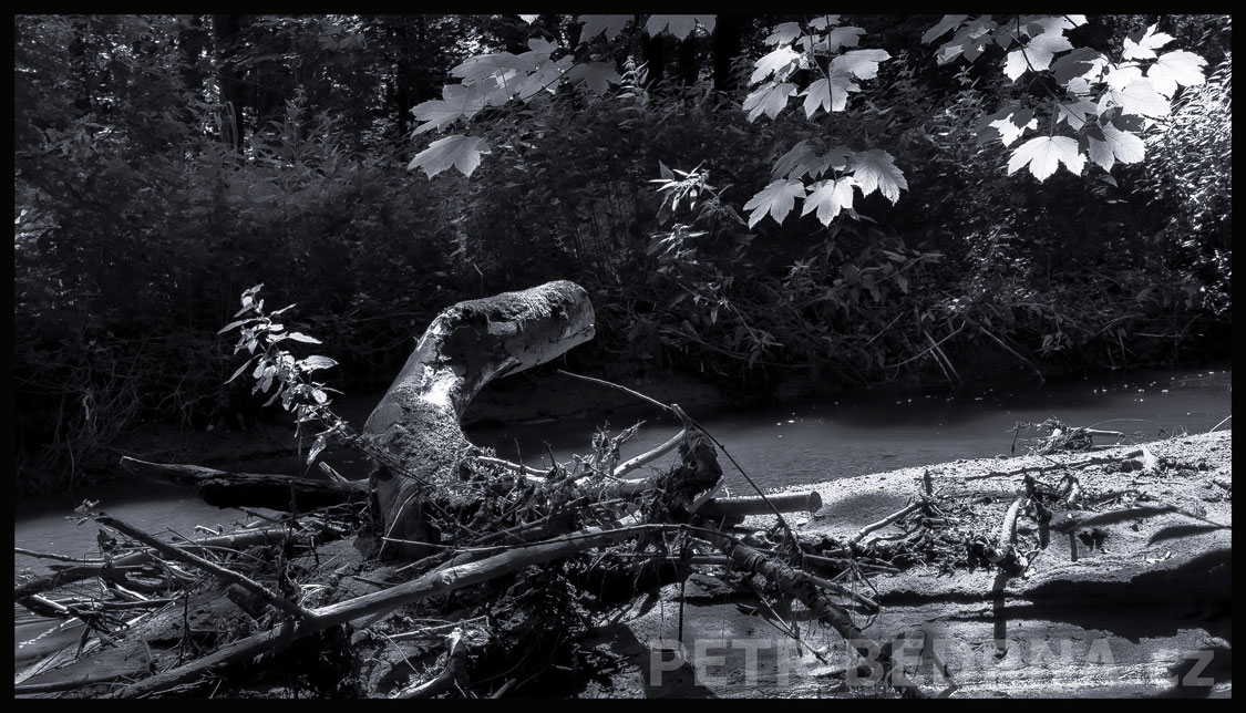 Strom krokodýl u potoka Bušinec, Tismice, Český Brod, krása, příroda, les, stromy, podoba, Česko