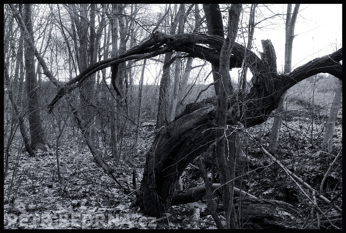 Strom - krokodýlí tanec svatého Víta, Debrno, Dolany nad Vltavou, Mělník, krása, příroda, stromy, podoba, Česko