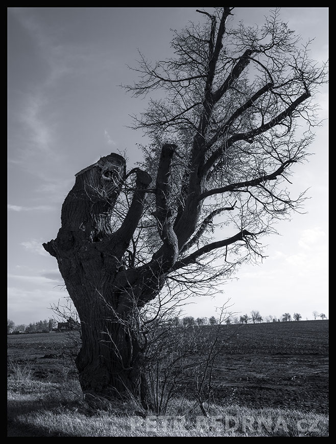 Strom Myšák plyšák lišák, Středokluky, krása, mraky, příroda, obzor, obloha, stromy, podoba, Česko