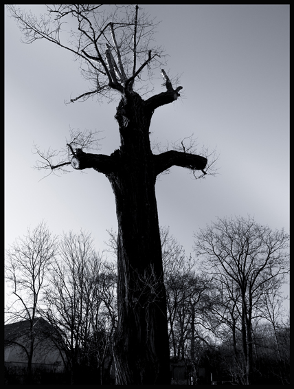 Strom náčelník, Otruby, Slaný