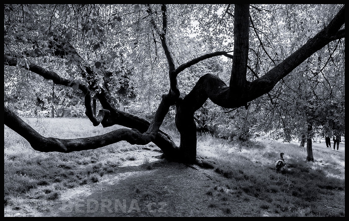 Strom pařáty lesní a malý psíček, Praha - Parukářka, krása, příroda, park, stromy, podoba, Česko