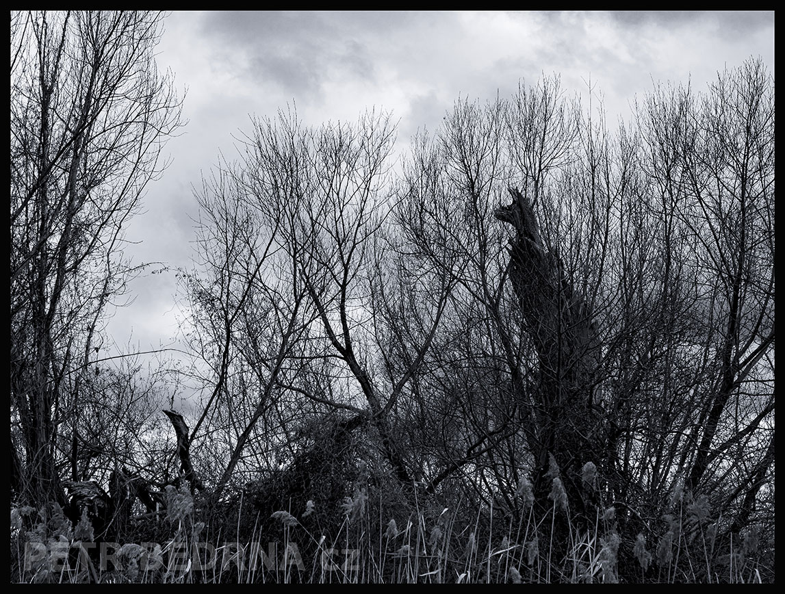 Strom pes v kožichu, Velké Číčovice, krása, příroda, obloha, obzor, pole, krajina, podoba, Česko